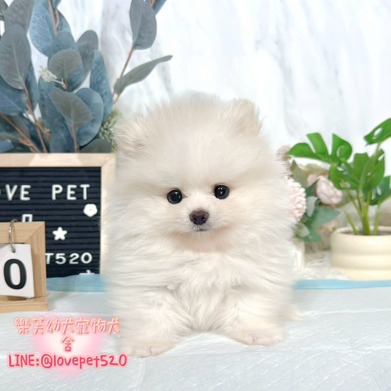 博美犬-樂芙幼犬寵物犬舍