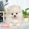 博美犬-樂芙幼犬寵物犬舍