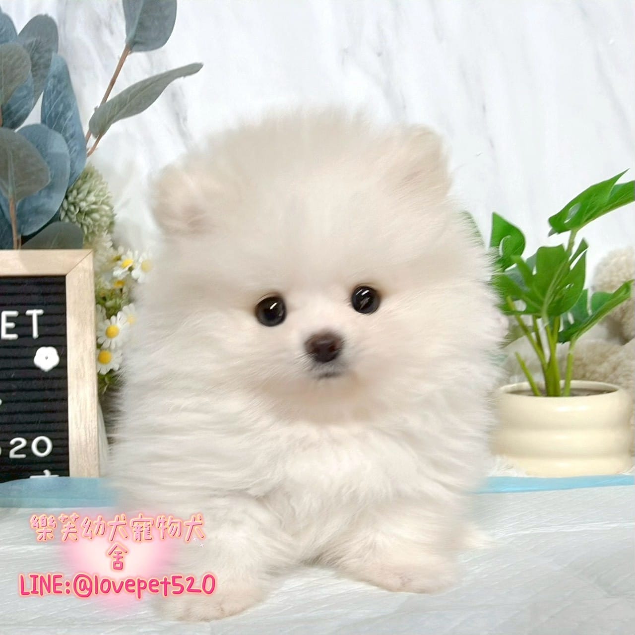 博美犬-樂芙幼犬寵物犬舍