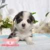 柯基犬-樂芙幼犬寵物犬舍