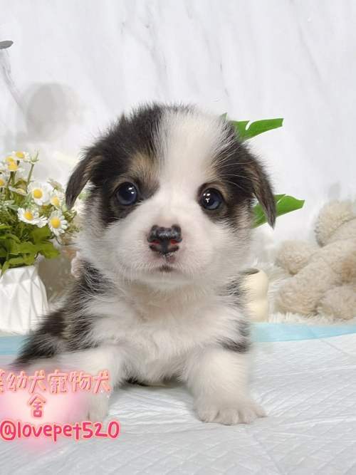 柯基犬-樂芙幼犬寵物犬舍
