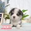 柯基犬-樂芙幼犬寵物犬舍