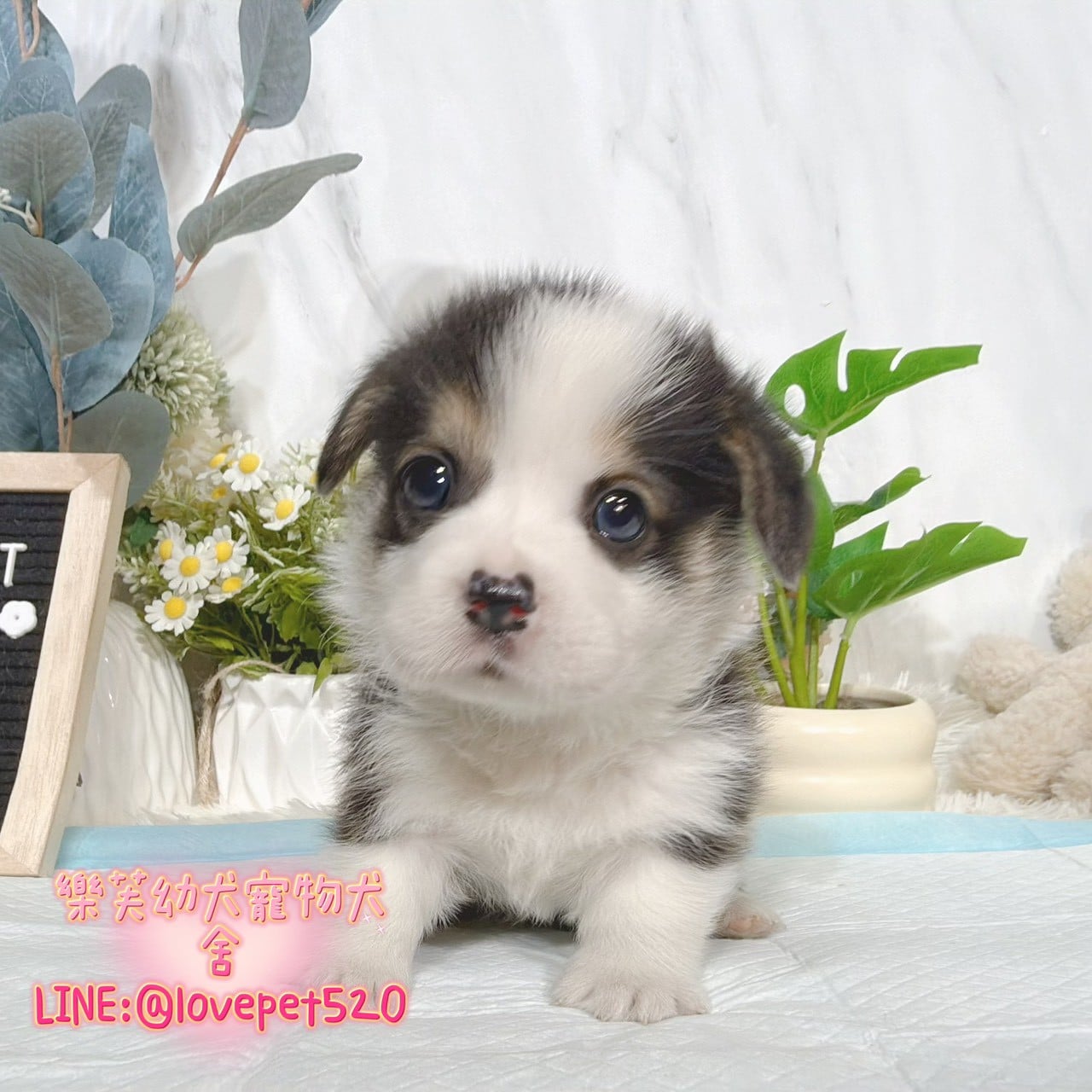 柯基犬-樂芙幼犬寵物犬舍