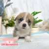 柯基犬-樂芙幼犬寵物犬舍