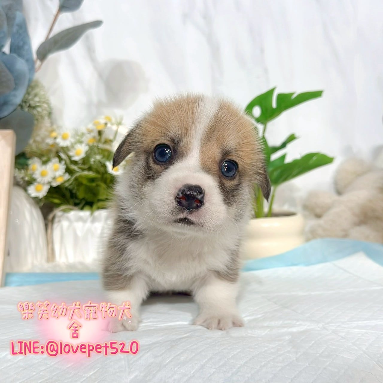 柯基犬-樂芙幼犬寵物犬舍