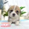 柯基犬-樂芙幼犬寵物犬舍