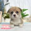 柯基犬-樂芙幼犬寵物犬舍
