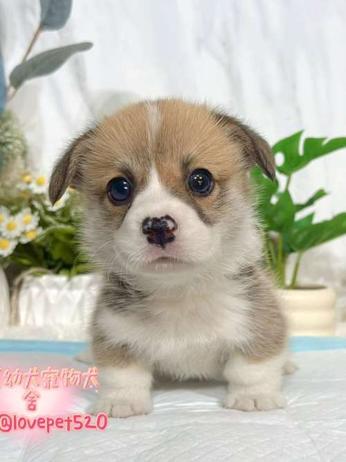 柯基犬-樂芙幼犬寵物犬舍