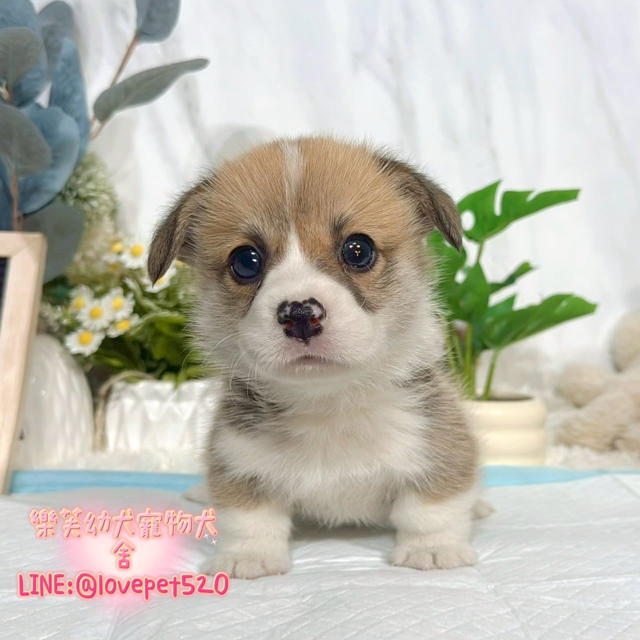 柯基犬-樂芙幼犬寵物犬舍