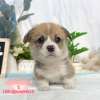 柯基犬-樂芙幼犬寵物犬舍