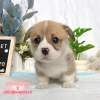柯基犬-樂芙幼犬寵物犬舍