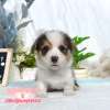 柯基犬-樂芙幼犬寵物犬舍