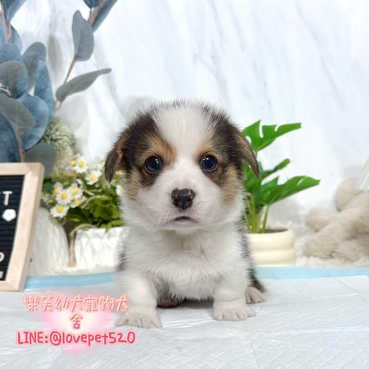 柯基犬-樂芙幼犬寵物犬舍