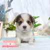 柯基犬-樂芙幼犬寵物犬舍