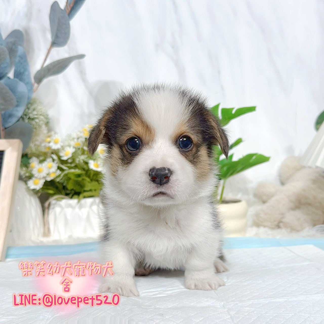 柯基犬-樂芙幼犬寵物犬舍