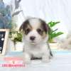 柯基犬-樂芙幼犬寵物犬舍
