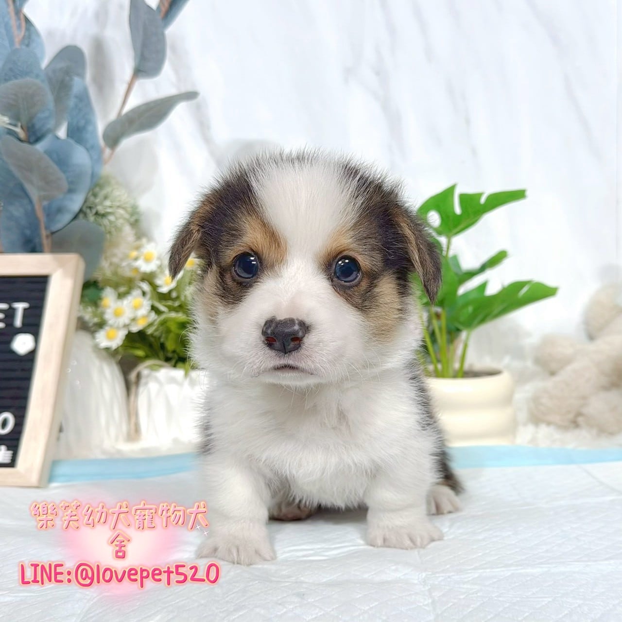 柯基犬-樂芙幼犬寵物犬舍