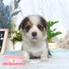 柯基犬-樂芙幼犬寵物犬舍