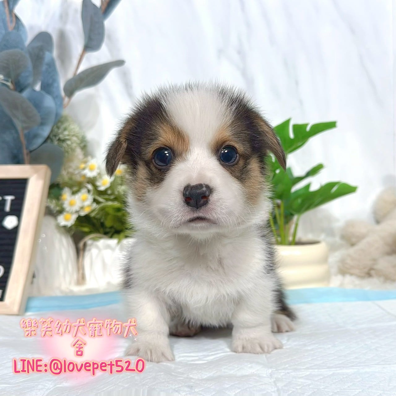 柯基犬-樂芙幼犬寵物犬舍