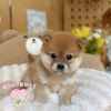 柴犬-樂芙幼犬寵物犬舍