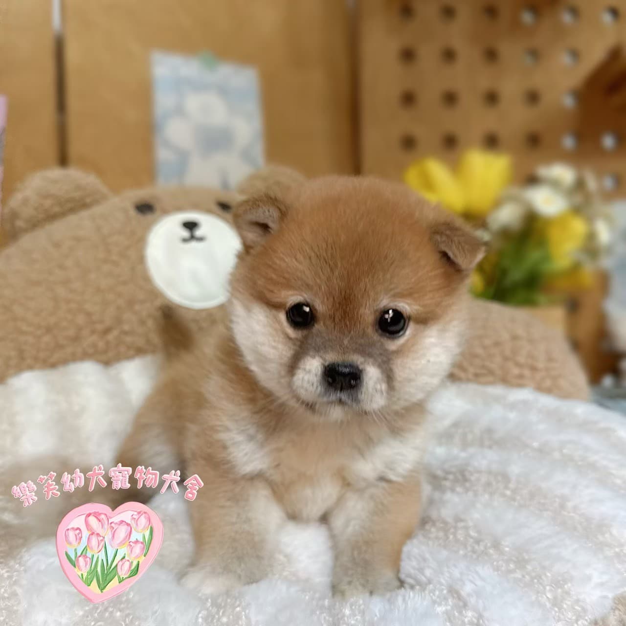 柴犬-樂芙幼犬寵物犬舍