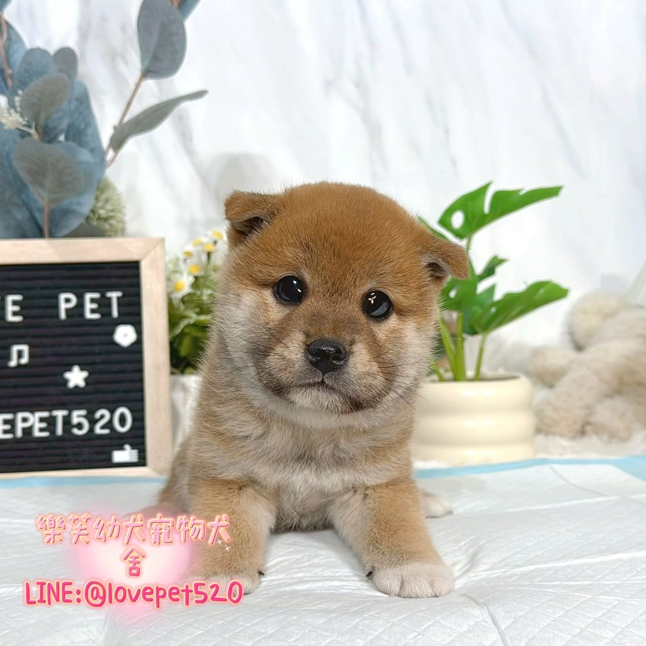 柴犬-樂芙幼犬寵物犬舍