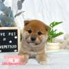 柴犬-樂芙幼犬寵物犬舍