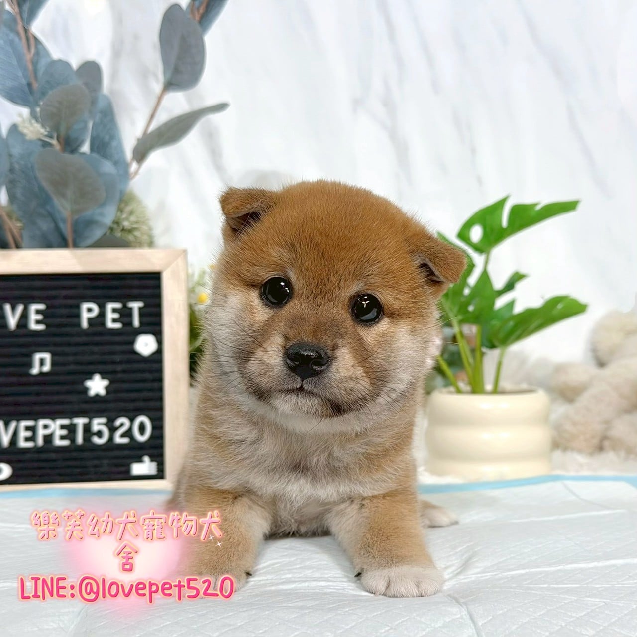 柴犬-樂芙幼犬寵物犬舍