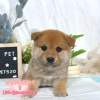 柴犬-樂芙幼犬寵物犬舍