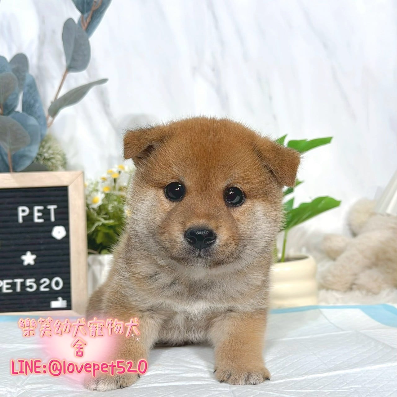 柴犬-樂芙幼犬寵物犬舍