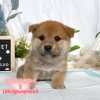 柴犬-樂芙幼犬寵物犬舍
