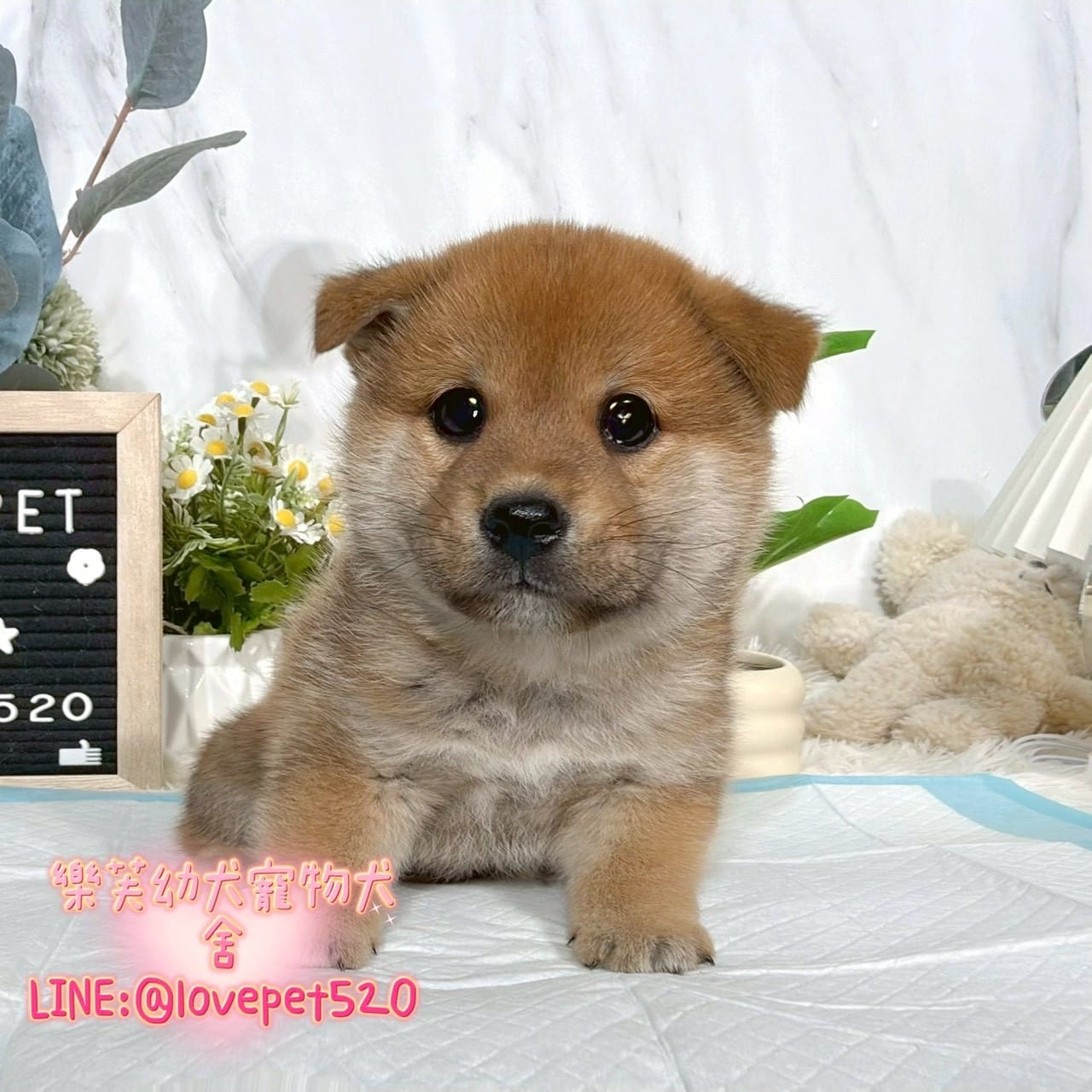 柴犬-樂芙幼犬寵物犬舍