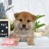 柴犬-樂芙幼犬寵物犬舍