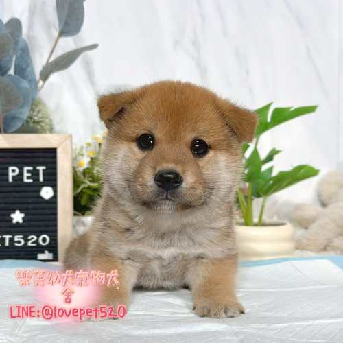 柴犬幼犬出售｜樂芙犬舍