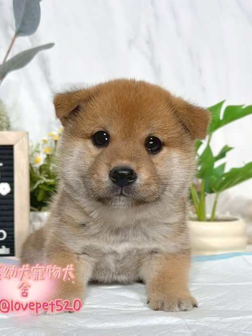 柴犬-樂芙幼犬寵物犬舍