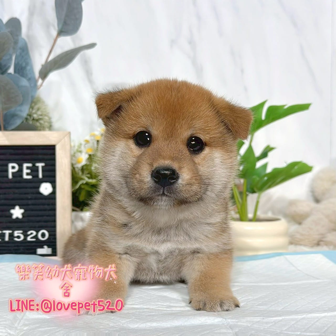 柴犬-樂芙幼犬寵物犬舍