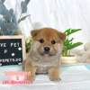 柴犬-樂芙幼犬寵物犬舍