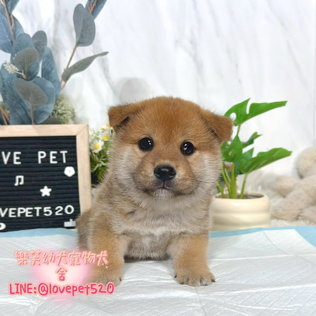 柴犬-樂芙幼犬寵物犬舍