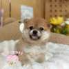 柴犬-樂芙幼犬寵物犬舍