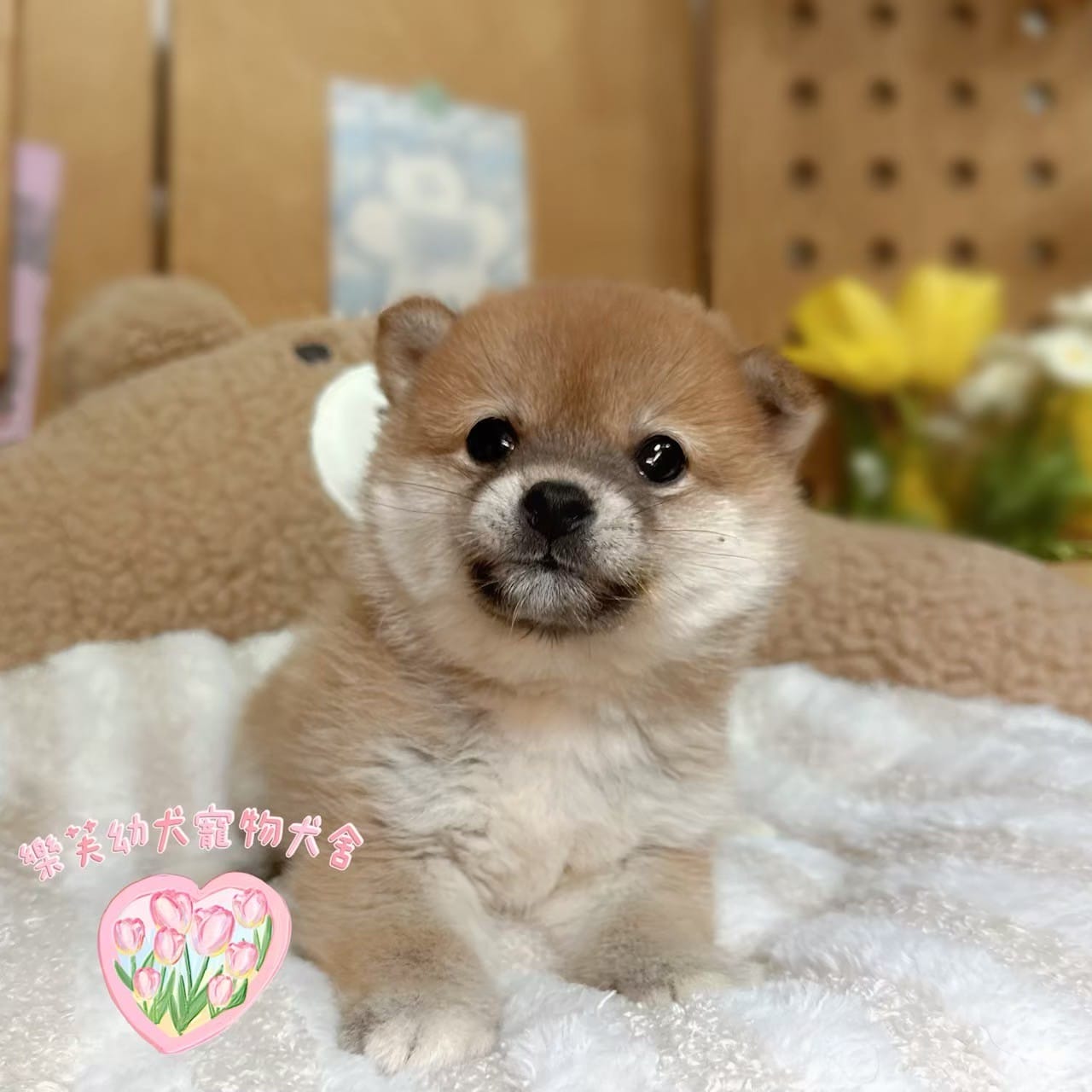 柴犬-樂芙幼犬寵物犬舍