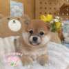 柴犬-樂芙幼犬寵物犬舍