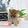 柴犬-樂芙幼犬寵物犬舍