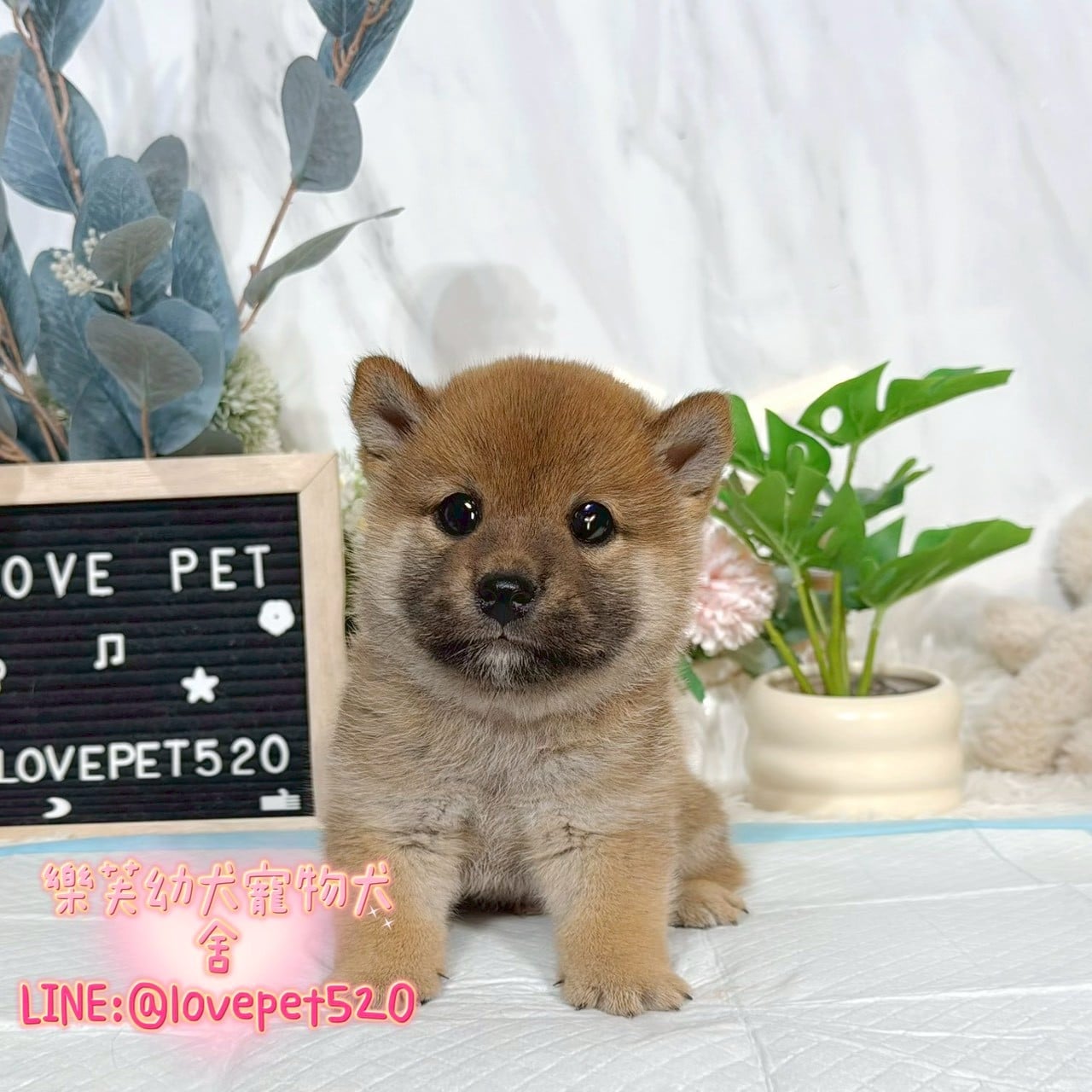 柴犬-樂芙幼犬寵物犬舍