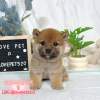 柴犬-樂芙幼犬寵物犬舍