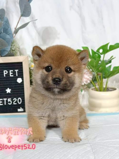 柴犬-樂芙幼犬寵物犬舍