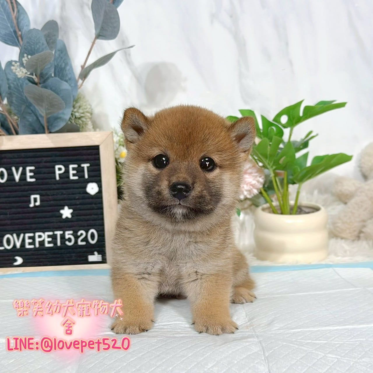柴犬-樂芙幼犬寵物犬舍