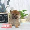 柴犬-樂芙幼犬寵物犬舍