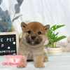 柴犬-樂芙幼犬寵物犬舍