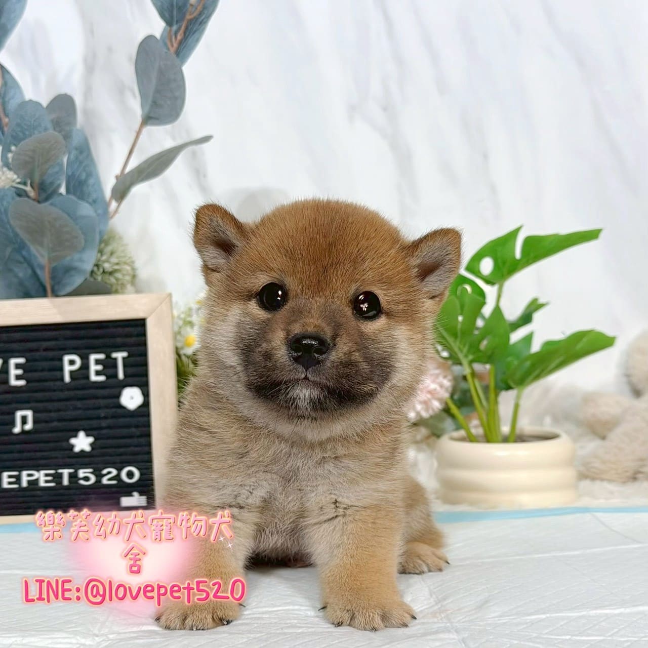 柴犬-樂芙幼犬寵物犬舍