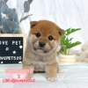 柴犬-樂芙幼犬寵物犬舍